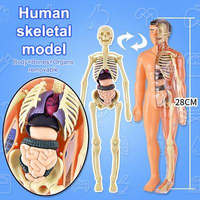 3D-комплект анатомических моделей органов человеческого скелета для детей, обучающие модели для детей, съемная имитационная модель для самостоятельной сборки органов