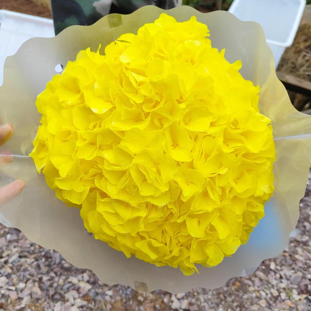 Multi-Color Preserved Bigleaf Hydrangea Single Stem Flower Bouquet for Home Decoration