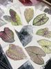 Colored Leaf Caladium Embossing: Rare Pressed Flower Specimen for Teaching & Photo Frames