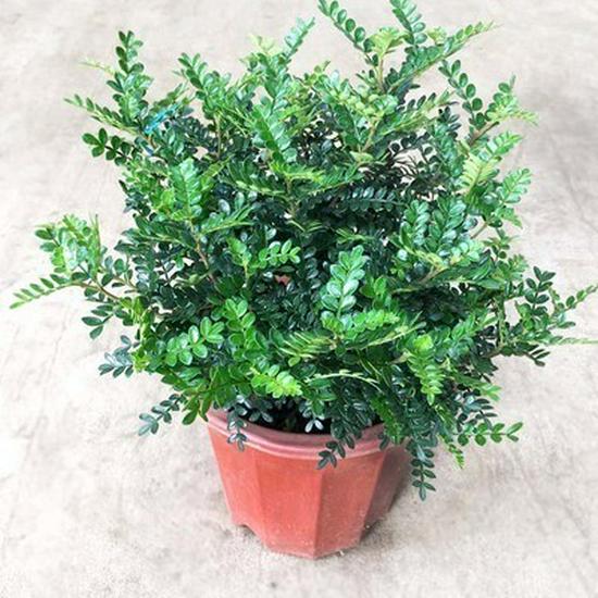 Fragrant Woodland Leaves Small Potted Bonsai for Office Desktop - Free Shipping