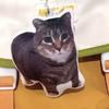 С Звуком Немецкий Голос Котенка Подвеска Кукла Голос Кошки Детская Игрушка Подвеска на Школьную Сумку Украшение
