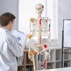 Модель человеческого скелета для анатомии, 71,65" в натуральную величину, точная модель анатомического скелета из ПВХ со связками, подвижными руками, ногами и челюстью, с местами прикрепления мышц и