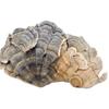 Органический чай из гриба Рейши (Turkey Tail) Травяной чай Натуральная поддержка энергии 500 г