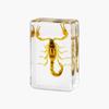 Insect In Resin Collection for Preschool, Classroom Science, and Home Displays