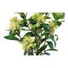 Arbre de skimmia artificiel 75 cm