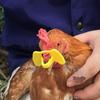 Куриные очки: Очки без штырьков против клевания для выращивания и защиты цыплят