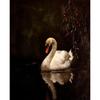 Canvas  Dark Forest Wildlife Fox Lion Black Swan Retro Posters Prints Wall Art Picture Living Room Home Decor Wall Decor