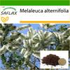 Австралийское чайное дерево - 400 семян - С горшечным субстратом для лучшего выращивания - Melaleuca alternifolia