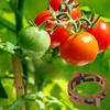Climbing Plant Clamps Secured Long-lasting Plastic Plant Clips Garden Vine Support Clip Multifunctional Plant Holder for Vine Stem Fixing