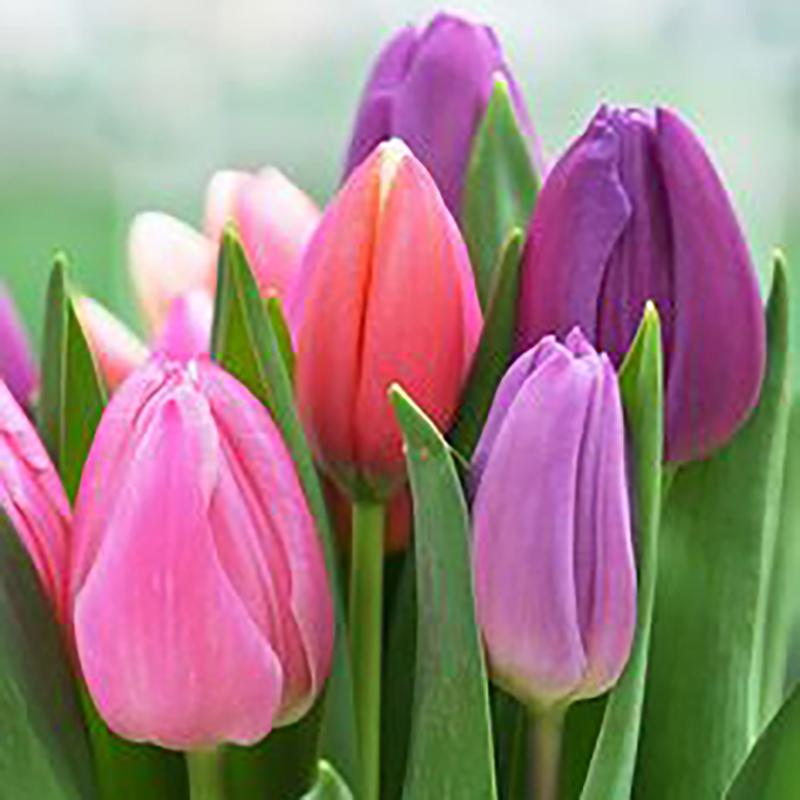 5D DIY Алмазная картина Полный круглый дрель Цветы Набор для вышивки крестом Алмазная вышивка Пион Горный хрусталь Искусство Домашний декор