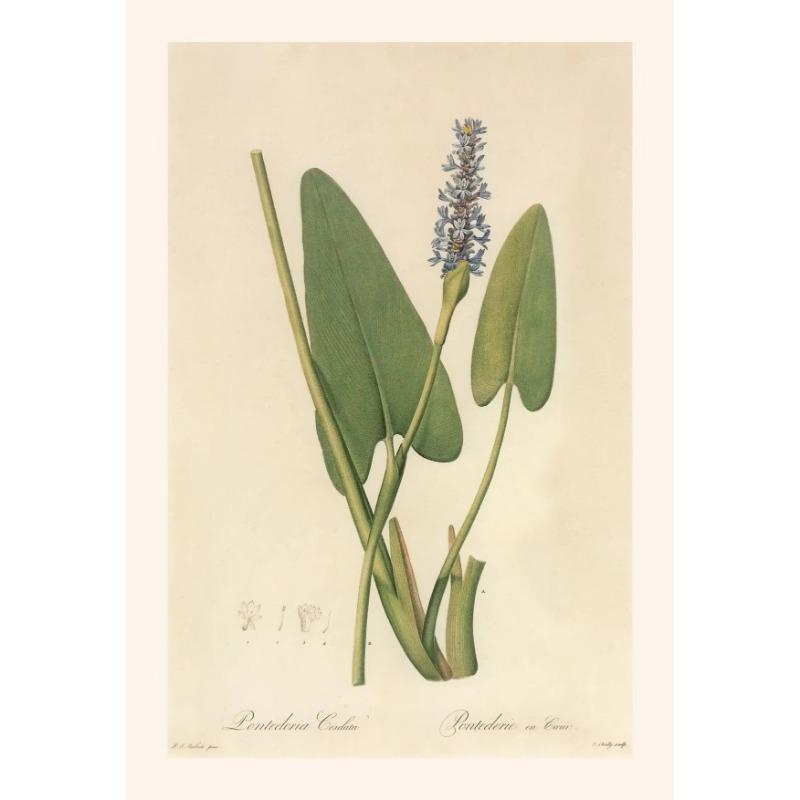 Винтажные ботанические постеры, холст, живопись и принты, классическая настенная картина для гостиной, офиса, домашнего декора, без рамы, подарок