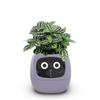 Ivy Smart Smart Care Smart LED Equipped with Smart Home Ornamental Plant Mini Flower Interior Room Small Cute and Stylish Japanese Instruction Manual