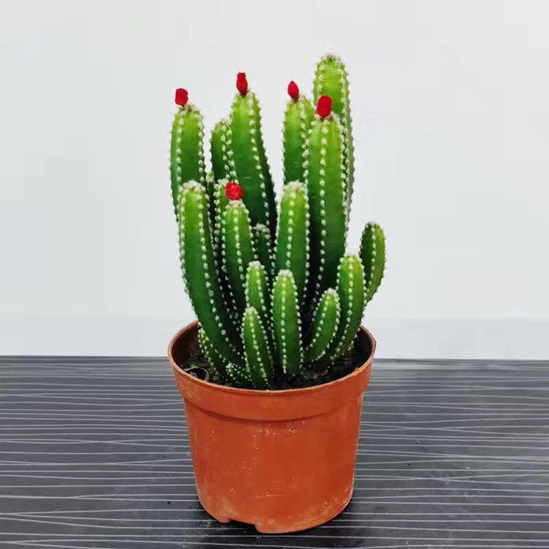 Layered Mountain Succulent: Green Cactus Money Tree for Indoor Spaces