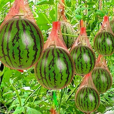 100 ШТ Прочная сетка-гамак для дыни - Многоразовая садовая поддерживающая сетка-мешок для арбуза и дыни для сильной и прочной поддержки растений