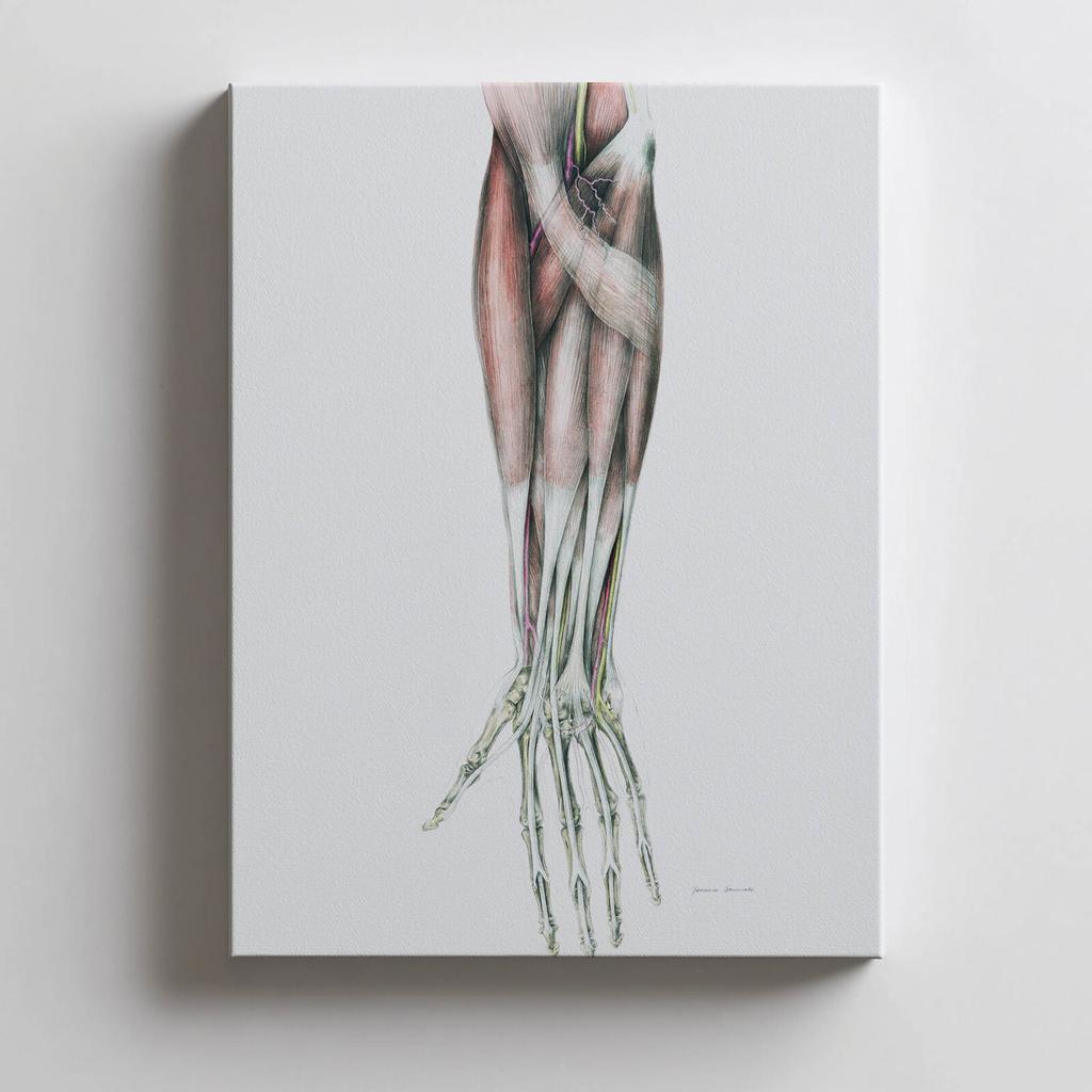Forearm - Anatomical Poster Forearm - Anatomical Poster, 70X100 Cm, Unframed, Matte Paper 230 Gsm