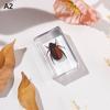 Natural Insect Specimens Resin Scarab Home Decoration Figurine Beetles Bugs Gifts For Environmentalists Home Office Ornaments
