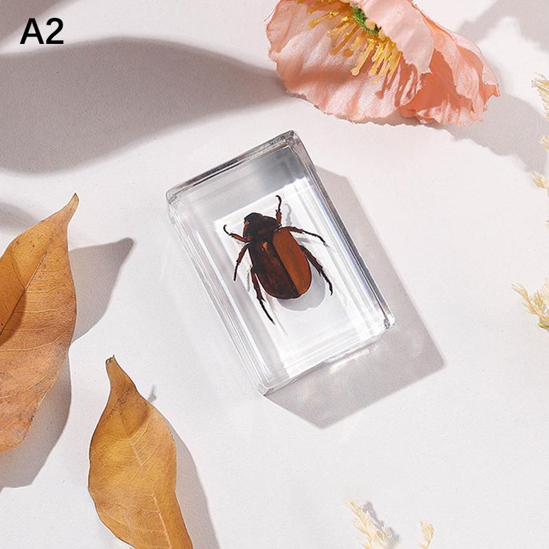 Natural Insect Specimens Resin Scarab Home Decoration Figurine Beetles Bugs Gifts For Environmentalists Home Office Ornaments