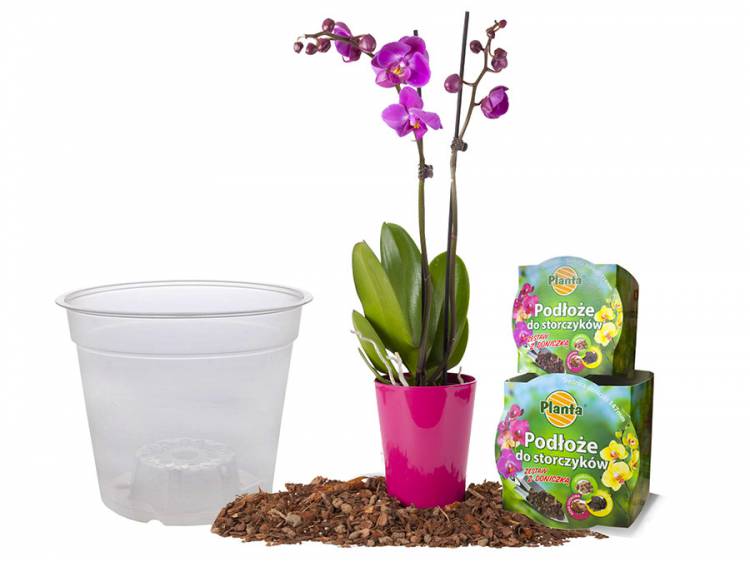 Orchid Potting Soil with Pot
