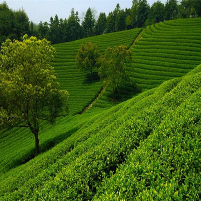 357 г высококачественного зеленого чая, сырой чай пуэр, чай Баньчжан Ван Пуэр, чай Шэн Пуэр