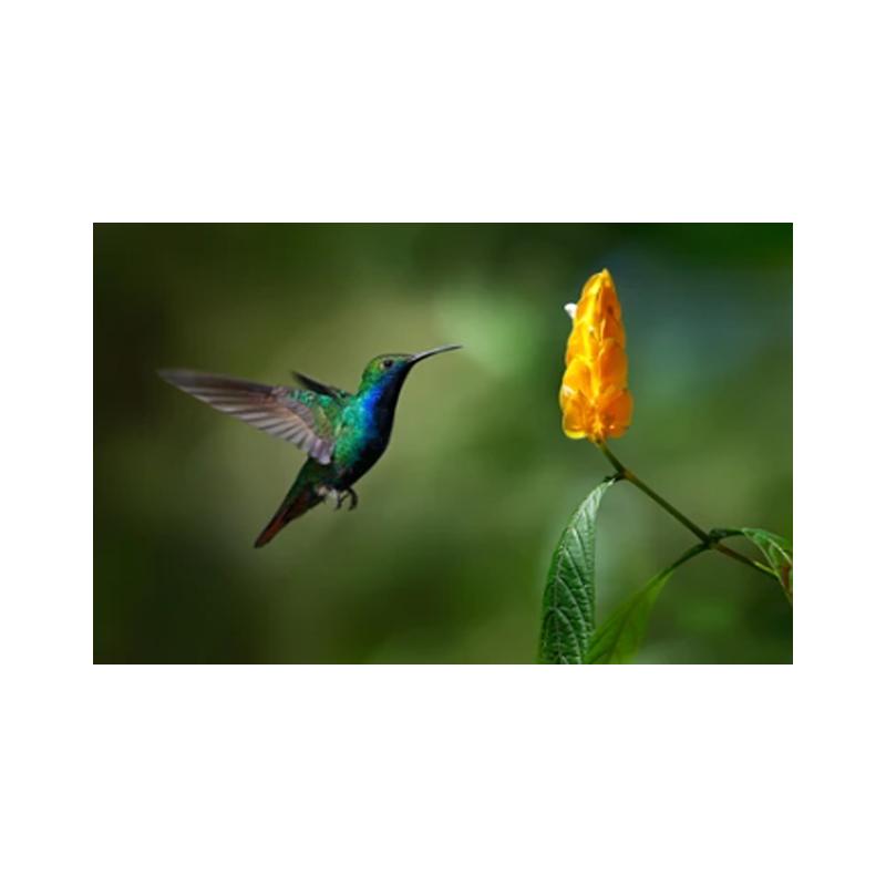 Плакаты и принты с колибри, картина на холсте, птицы, животные, куадрос, настенные художественные картины для гостиной, современный домашний декор, без рамки