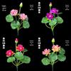 Sashimi Decoration Set: Bamboo Leaves, Edible Flowers & Plants for Salmon and Seafood Dishes