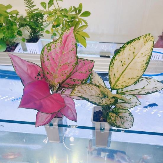 2 шт. подставки для водных растений, аквариум, цветочный горшок, пластиковая вешалка для аквариума, украшения, корзины для гидропонных растений, аксессуар для аквариума