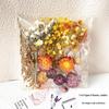 DIY Mixed Pressed Flowers Pack for Photo Frames and Kindergarten Crafts