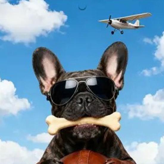 Календарь Французский бульдог 2026 Январь 2026 - Декабрь 2026 12-месячный календарь Смешной французский бульдог Настенный планер для дома, офиса