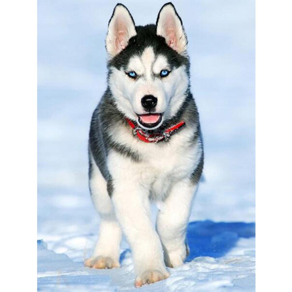 5D DIY алмазная живопись животное хаски картина полная алмазная вышивка горный хрусталь мозаика набор для вышивки крестом украшение мебели