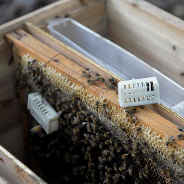 Набор из 20 штук — многофункциональная клетка для королевы | Клетки для маток для пчел | Принадлежности для выращивания пчелиных маток