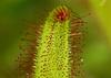 SAFLAX Росянка африканская - 200 семян - Drosera capensis