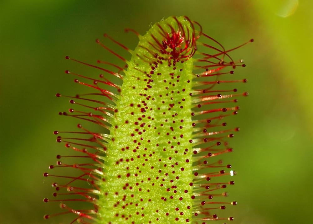 SAFLAX Росянка африканская - 200 семян - Drosera capensis
