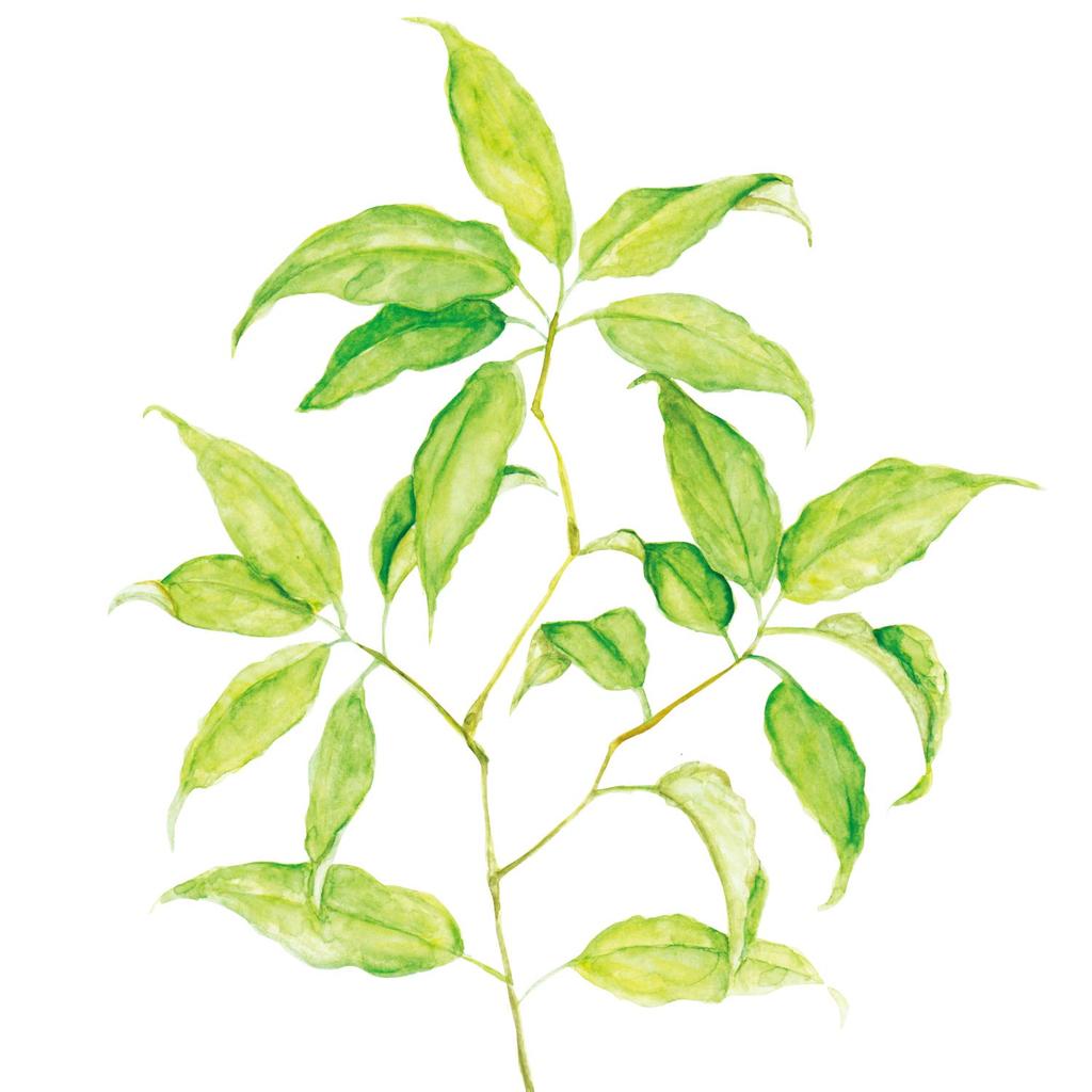 Чай Удзирогаши Yamamoto Kampo Pharmaceutical 5 г X 20H 100%