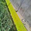 1 рулон желтой двухсторонней ленты для защиты от насекомых, чтобы предотвратить лазание насекомых, муравьев и моли. Уличная садовая ловушка для насекомых 5 м