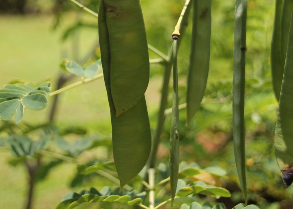 SAFLAX Подарочный набор - Куст павлина - 10 семян - С подарочной коробкой, карточкой, этикеткой и субстратом для горшков - Caesalpinia gillesii