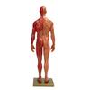 30 см смоляная мужская скелетно-мышечная структура скульптура модель тела анатомическая модель