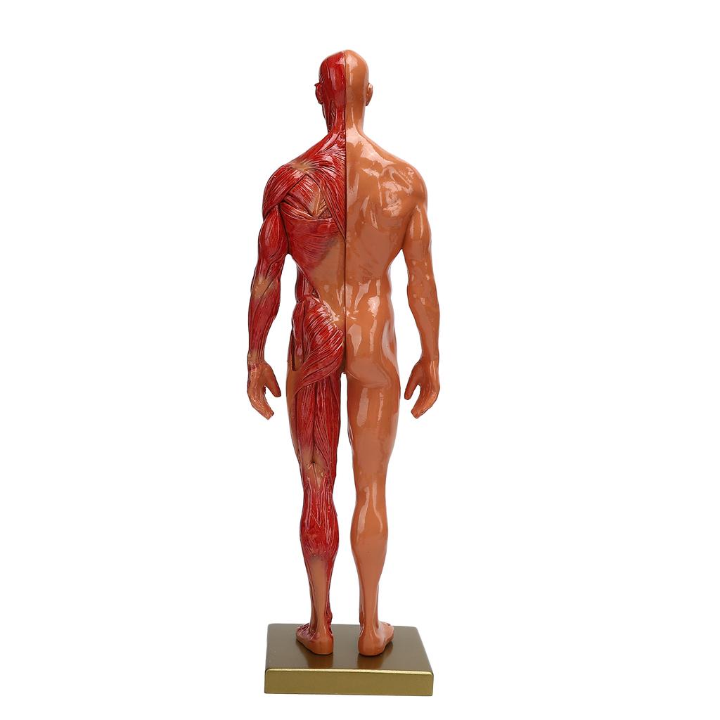30 см смоляная мужская скелетно-мышечная структура скульптура модель тела анатомическая модель