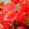 Purple Red Begonia Fresh FLOWER Seeds PREMIUM 0.01g
