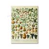 Adolphe Millot Encyclopedia Poster Fruit Botanical Mushrooms Herbs Flowers Canvas Paintings Print Vintage Wall Art Room Decor