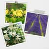 Natural Essential Oils for Aromatherapy 12 Pcs