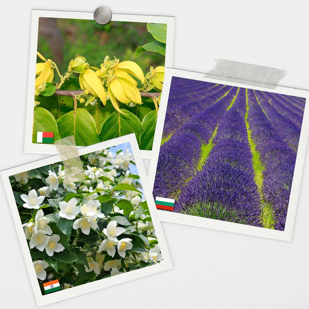 Natural Essential Oils for Aromatherapy 12 Pcs