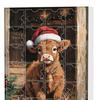 2025 Christmas Advent Calendar 24 Days Funny Cow Countdown Box