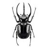 BACALYSO Nirvana Scale Atlas Beetle Refrigerator Plastic Finished Figurine 1/1 Figure, Ornament, Magnetic, Realistic, Adult, Illustrated, Insect,