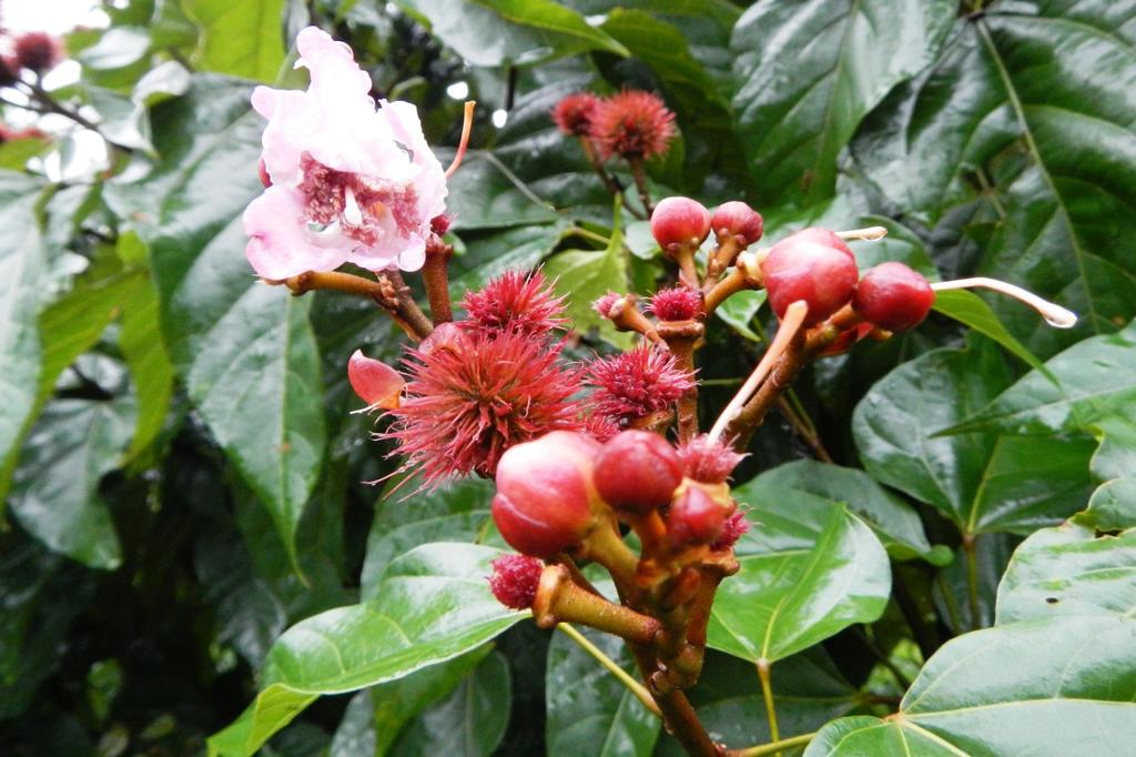 SAFLAX Подарочный набор - Дерево для губной помады - 20 семян - С подарочной коробкой, карточкой, этикеткой и субстратом для цветов - Bixa orellena