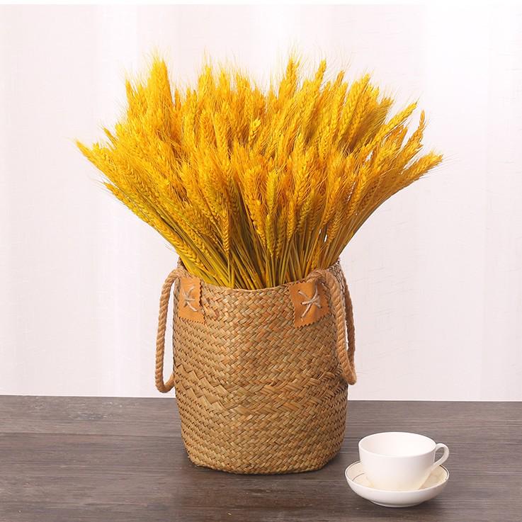 Golden Barley Dried Flower Display: Pastoral Décor & Performance Props