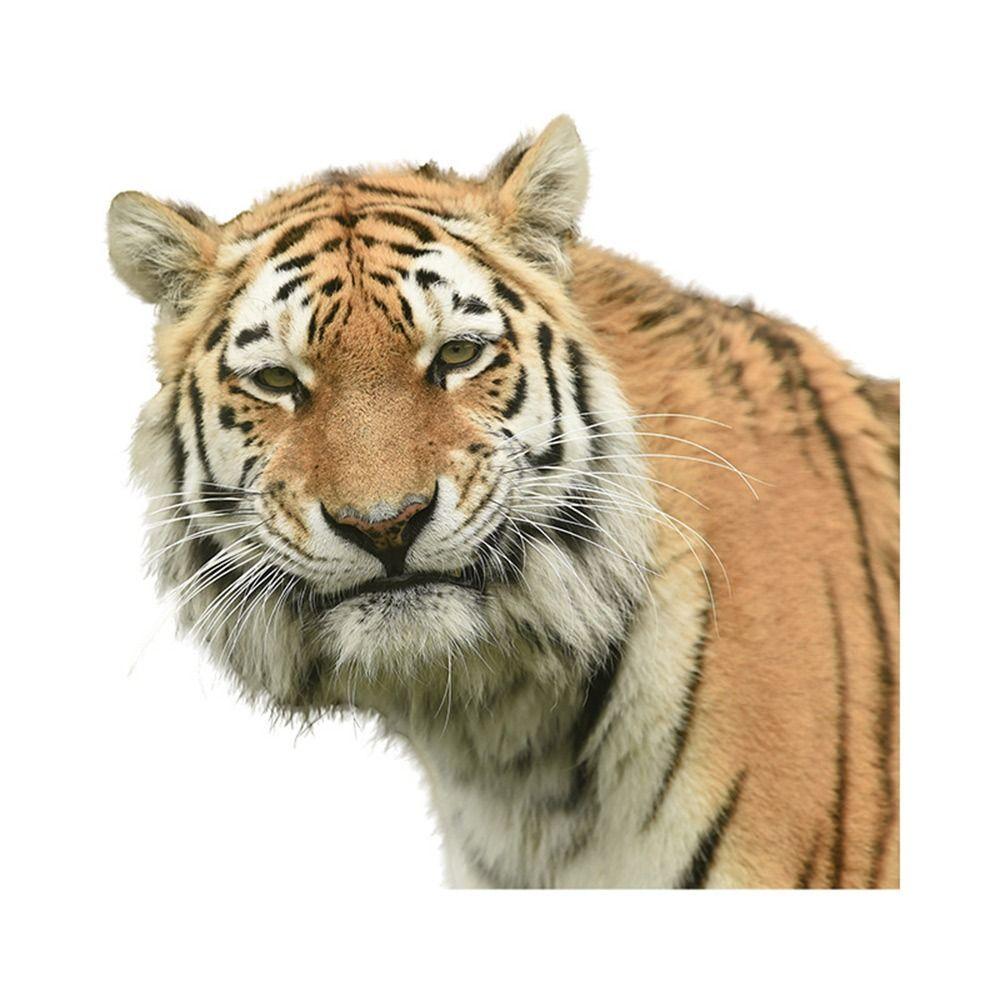 Multicolor 3D Tiger Wall Sticker Self-Adhesive Mural Art Gift Cartoon Animal Stickers