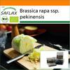 Garden In the Bag - Organic - Chinese Cabbage - Granat - 40 Seeds - With Substrate In a Fitting Stand Up Bag - Brassica Rapa