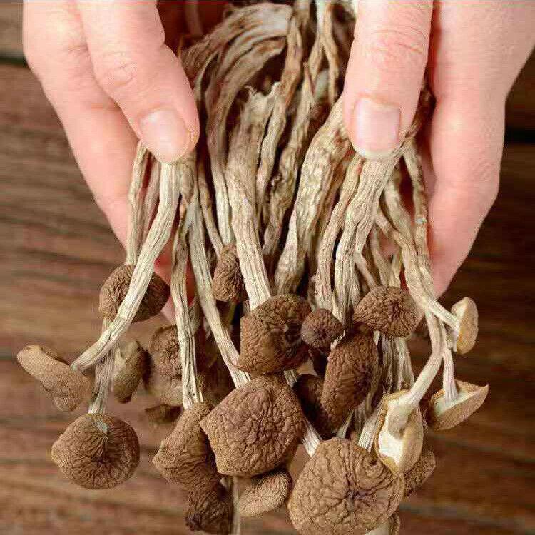 Сушеный гриб-зонтик 250 г Agrocybe Cylindracea Травяной Премиум