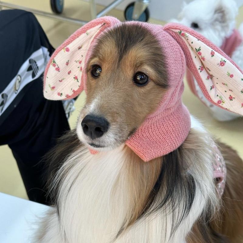 Dog Hat Autumn Winter Windproof Warmth Cover Cute Rabbit Ears Knitted Pet Cap Pink Ins Dogs Headwear New Kitten Puppy Earmuffs