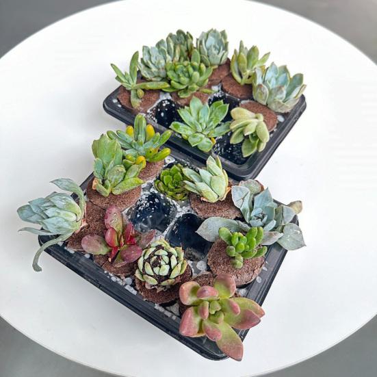 Гидропонные губки для выращивания Запасные губки-кассеты для гидропонной системы Посадка семян Легкое прорастание Клонирование растений